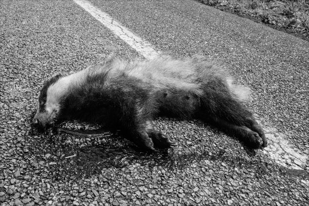 Thumbnail: 05B-Foto-Enno-de-Jonge_Dead-Badger-Aug2021_300dpi-1393853-BB2.jpg